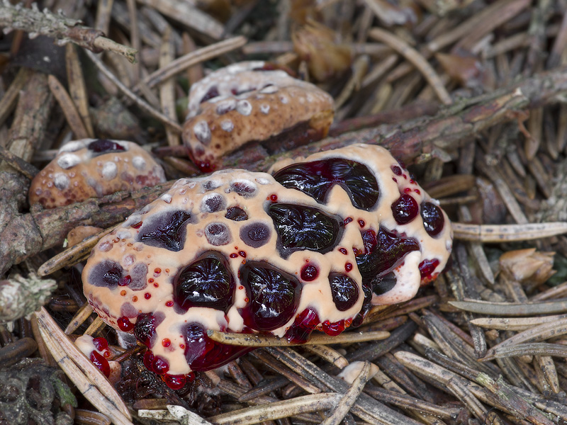 Hydnellum peckii